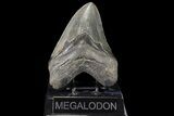Serrated, Fossil Megalodon Tooth - Georgia #78642-1